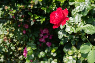 Yeşil yapraklı ve dikenli uzun saplı kırmızı gül çiçeği yeşil bahçe yapraklarının arka planına karşı. Kırmızı gül çiçeği yaklaş..
