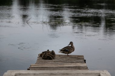 A mother duck with several ducklings. The brood huddled together. Birds have brown feathers. A duck family stands on a wooden platform against the background of the lake surface