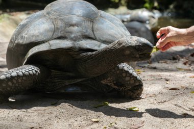 Woman's hand feeds a turtle with a bunch of greenery. Aldabrachelys gigantea also called giant seychelles turtle. The tortoise has a massive rough shell, thick strong limbs and a long flexible neck