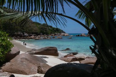 Curved, arch-like coastal tree with foliage casts a large shadow on the ocean shore sand. In the distance, large rocks half-sink into the turquoise water. View of Lazio beach at Praslin in Seychelles