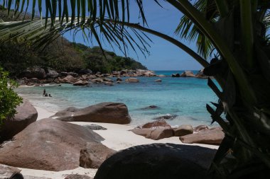 Curved, arch-like coastal tree with foliage casts a large shadow on the ocean shore sand. In the distance, large rocks half-sink into the turquoise water. View of Lazio beach at Praslin in Seychelles
