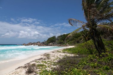 Typical Seychelles landscape. A palm tree hangs over a snow-white beach. In the distance, along the perfect beach, large rocks half-sink into the turquoise water. Idyllic paradise place.