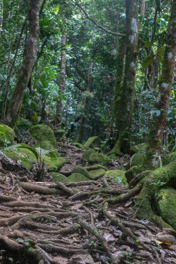 Thick tree roots are intertwined on the ground and as wooden steps lead up into the mountains amongst dense rainforest. Morne Blanc trail  is hard hiking route to the top of Mahe Island in Seychelles.