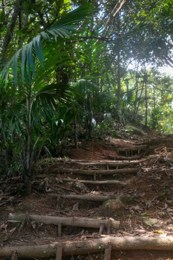 Thick tree roots are intertwined on the ground and as wooden steps lead up into the mountains amongst dense rainforest. Morne Blanc trail  is hard hiking route to the top of Mahe Island in Seychelles.