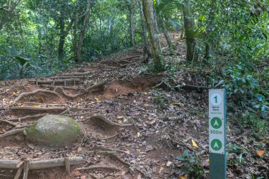 Thick tree roots are intertwined on the ground and as wooden steps lead up into the mountains amongst dense rainforest. Morne Blanc trail  is hard hiking route to the top of Mahe Island in Seychelles.