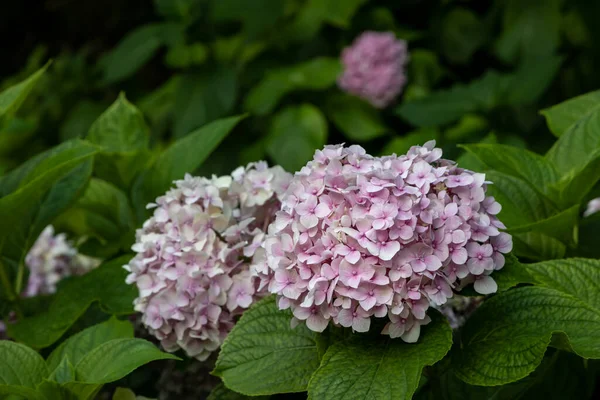 Odakta, benzer hortensiya çalılarının arka planında bulunan yuvarlak bir bahçe ortanca çiçekleri (Hydrangea Macrophylla, Sonsuz yaz) kümesi bulunur. Yakın plan Mor Ortanca.