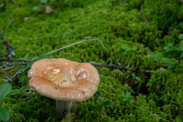 Close Photo Forest Mushroom Wavy Pale Cap Pileus Covered Mucus — Stock Photo, Image