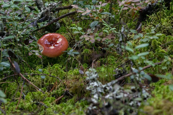 Close up photo of a forest mushroom with wavy brown cap (pileus) covered with mucus. Middle-sized mushroom is surrounded by much bright green moss. There are also much greenery and stems in the forest