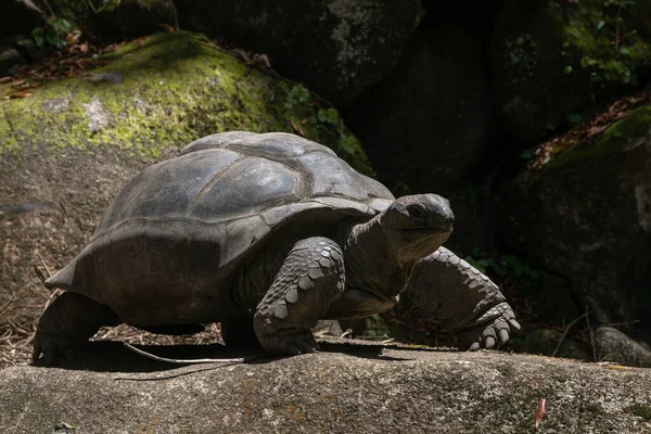 Aldabrachelys Gigantea Also Called Giant Seychelles Turtle One Largest Turtles — Stock Photo, Image