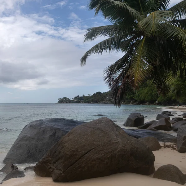 Typical Seychelles Landscape Palm Tree Hangs Snow White Beach Distance — Fotografia de Stock