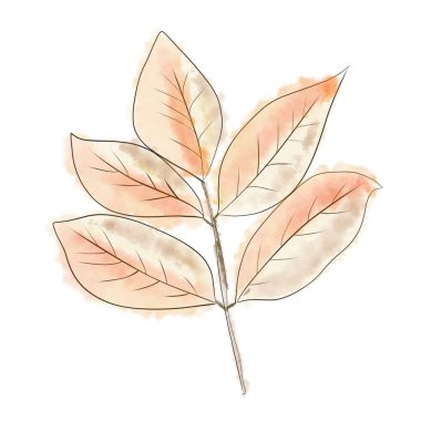 Çiçekler ve bitkiler suluboya. Bukleler. Sonbahar havası, yaprak düşüşü