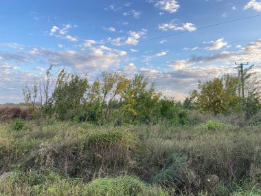 Uzun ağaçlar. yeşil yaz ormanı.