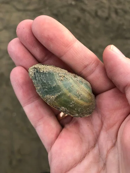 Shell Mão Natureza Anel Dedo Habitantes Pessoas Mar Palma Menina — Fotografia de Stock