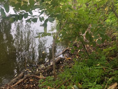 Ormandaki göl kıyısında. Yapraklar ve ağaçlar