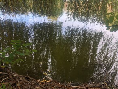 Ormanda su ve göl. Ağaçların yansıması