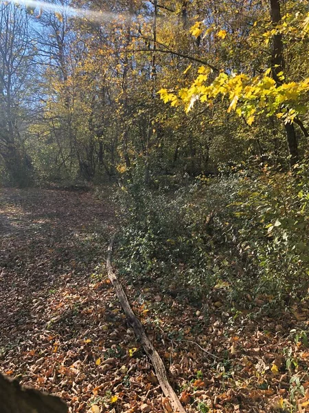Rusya 'da sonbahar ormanı. Yürümek için park et. Yerde yapraklar var..