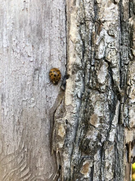树上的甲虫秋林 — 图库照片