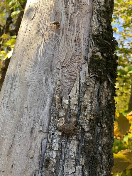 Kůra Starého Stromu Podzimním Lese — Stock fotografie