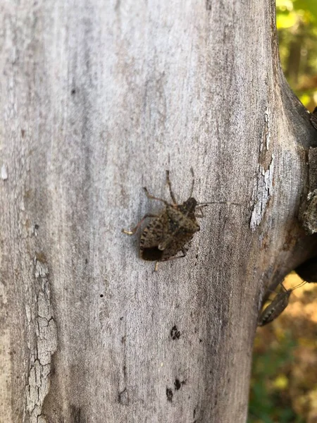Bir Böcek Ağaç Kabuğu Boyunca Sürünür — Stok fotoğraf