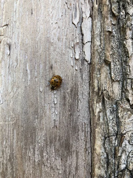 Insetto Con Zampe Siede Una Pianta — Foto Stock