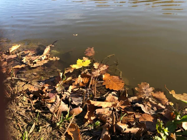 Jesienne Liście Nad Rzeką Parku Jest Staw — Zdjęcie stockowe