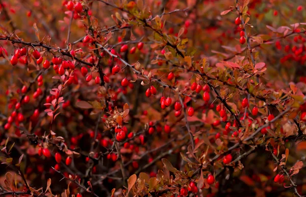 Rote Berberitze auf einem Zweig mit grünen Blättern. Schöner Hintergrund — Stockfoto