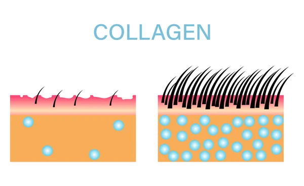 Kolagen Ochrana Pleti Péče Kosmetické Vektorový Design — Stockový vektor