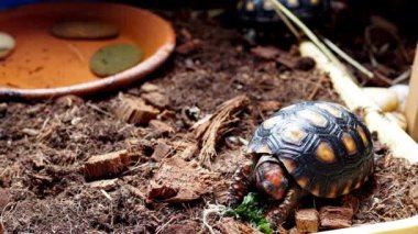 Kiraz kafalı kırmızı ayaklı kaplumbağa, en üstteki toprakta yaprak yiyor. Amazon vahşi yaşamından egzotik bir hayvan..