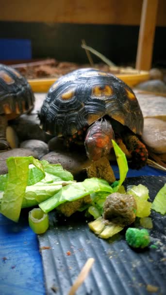 Tête Cerise Pied Rouge Tortue Manger Palette Légumes Dans Enceinte — Video