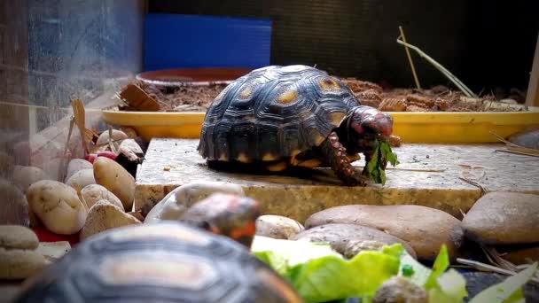 Vermelho Cabeça Cereja Tem Uma Vida Feno Cerca Animal Exótico — Vídeo de Stock