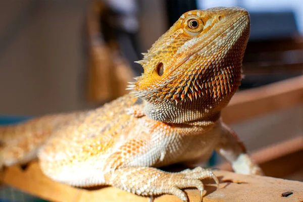 Close up eye beard dragon exotic pet in enclosure.