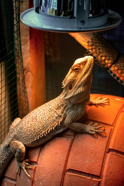 Beard Dragon Exotic Get Uvb Vitamin Light Enclosure — Stock Photo, Image