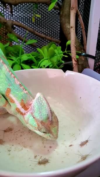 Réptil Camaleão Comendo Críquete Com Língua Cerca Animal Estimação Exótico — Vídeo de Stock