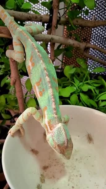 Chameleon Reptile Eating Cricket Her Tongue Enclosure Exotic Pet Conceptual — 图库视频影像