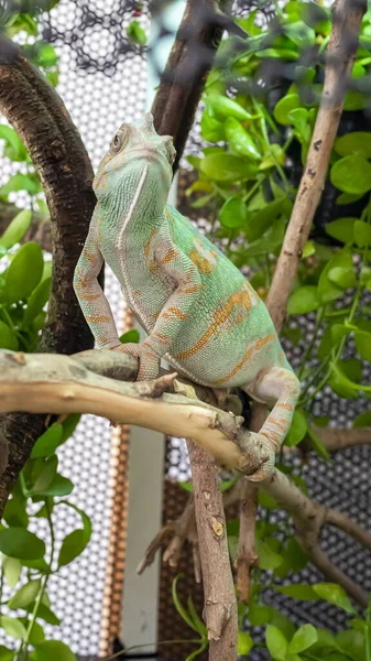 Chameleon Reptile Relax Pose Standing Tree His Enclosure Exotic Pet — Fotografia de Stock