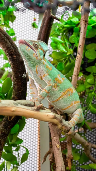 Chameleon Reptile Pose Standing Tree His Enclosure Exotic Pet Live — Fotografia de Stock