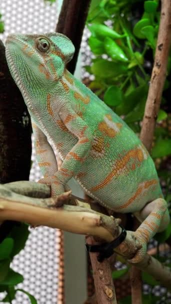 Chameleon Reptile Stand Hungry Tree — 图库视频影像