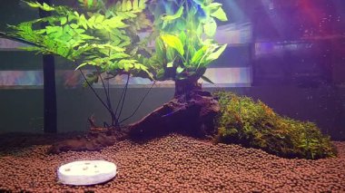 Cüce karides evcil hayvan çeşitliliği su tankında bitki odunuyla kaplanmış..