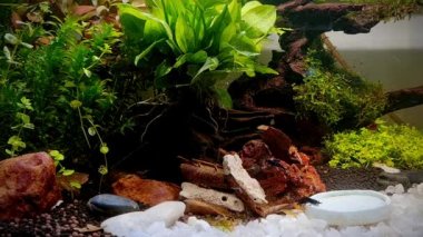 Su tankında akvaryum bitkileri ve karides var..