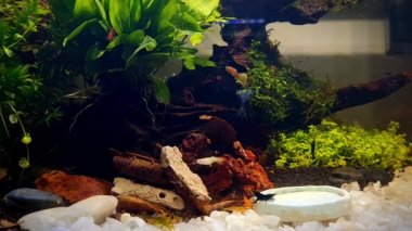 Su tankında akvaryum bitkileri ve karides var..