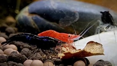 Cüce portakallı karides, su deposunda yemek yiyor..