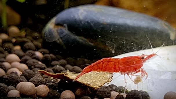 Νάνος Πορτοκαλί Γαρίδα Κατοικίδιο Ζώο Τρώει Στο Ενυδρείο Κοντά Προβολή — Αρχείο Βίντεο