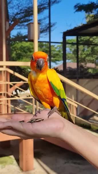 Güneş Kuşları Durdurur Insan Eliyle Hareket Eder — Stok video