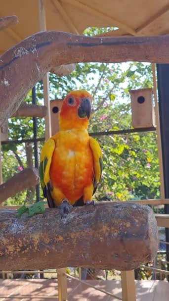 Close Sun Conure Bird Standing Tree Zoo — Wideo stockowe