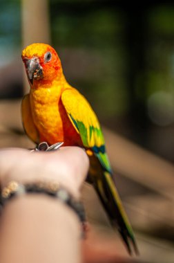 Güneşe ayçiçeği tohumu vermek insan eliyle konserve kuş yapmak.