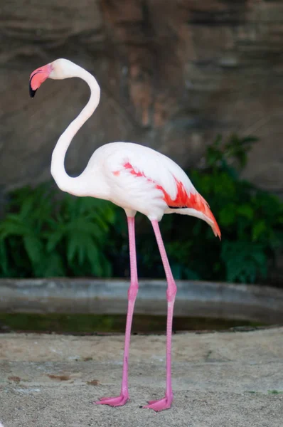 Nice Clean Flamingo Standing Pose Zoo Thailand — Photo