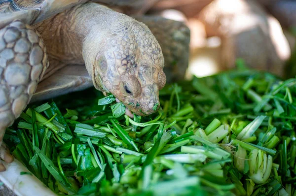 Sulcata Tortoise Eating Morning Glory Vegetable Close His Head — стоковое фото