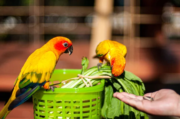 Твин Солнце Conure Овощи Корзине Зоопарке — стоковое фото
