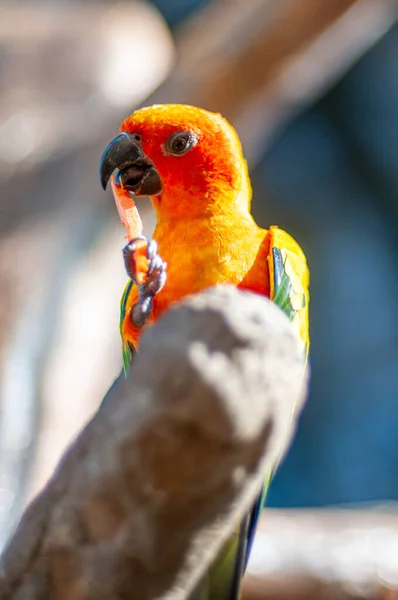 Słońce Conure Ptak Pełny Kolor Jedzenia Stojąc Gałęzi Drzewa Zoo — Zdjęcie stockowe