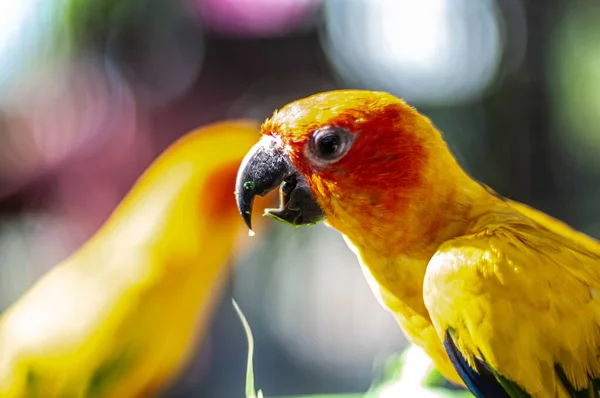 Макро Солнце Успокаивает Птиц Поедающих Овощи Зоопарке — стоковое фото